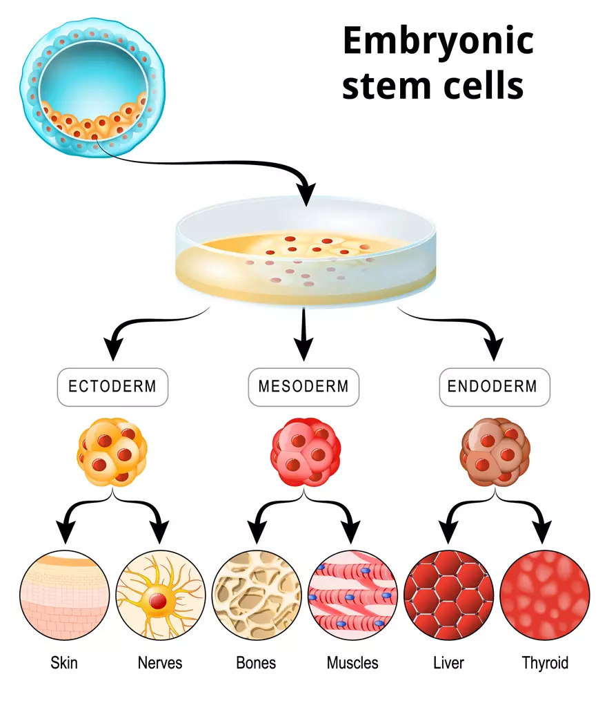 
                                          Human Embryonic Stem Cell Differentiation