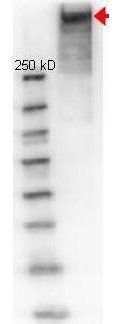 KLH antibody (Biotin)