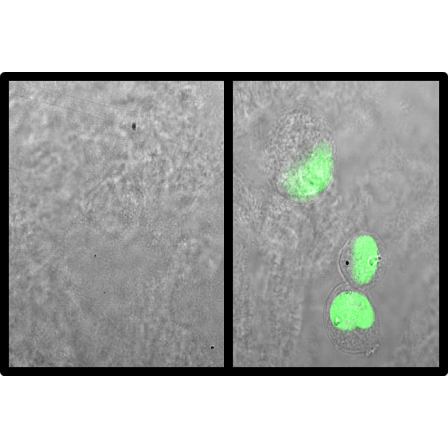 m123/IE1 (MCMV) antibody