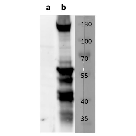 M55/gB (MCMV) antibody