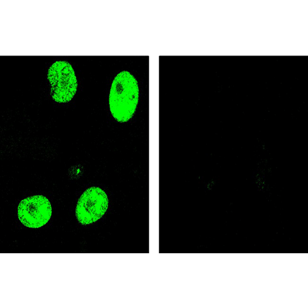 M57 (MCMV) antibody