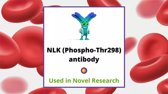 Discovery of Nemo-like kinase (NLK)