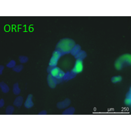 ORF16 (VZV) antibody
