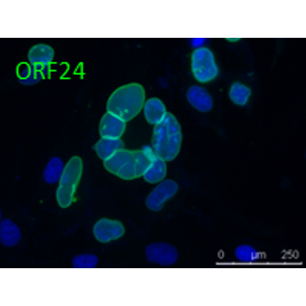 ORF24 (VZV) antibody