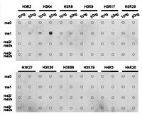 Histone H3K4me1 Antibody
