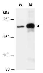 DOCK5 (C) Antibody, Rabbit Polyclonal