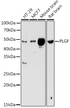 PGF Rabbit Polyclonal Antibody
