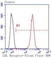 LDL Receptor Antibody