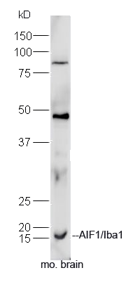 AIF1 antibody