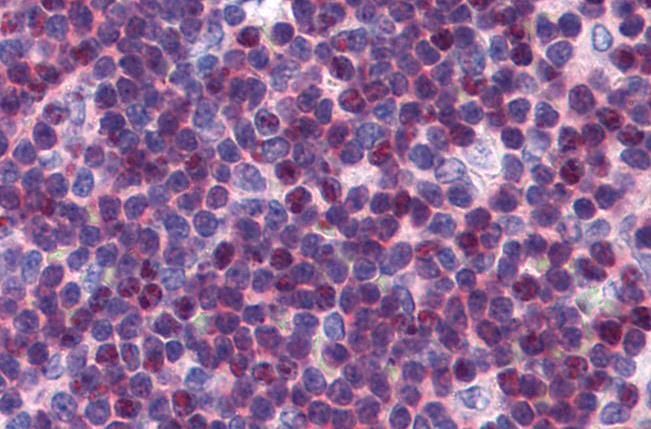 Goat anti-P27KIP1 / CDKN1B (internal) Antibody