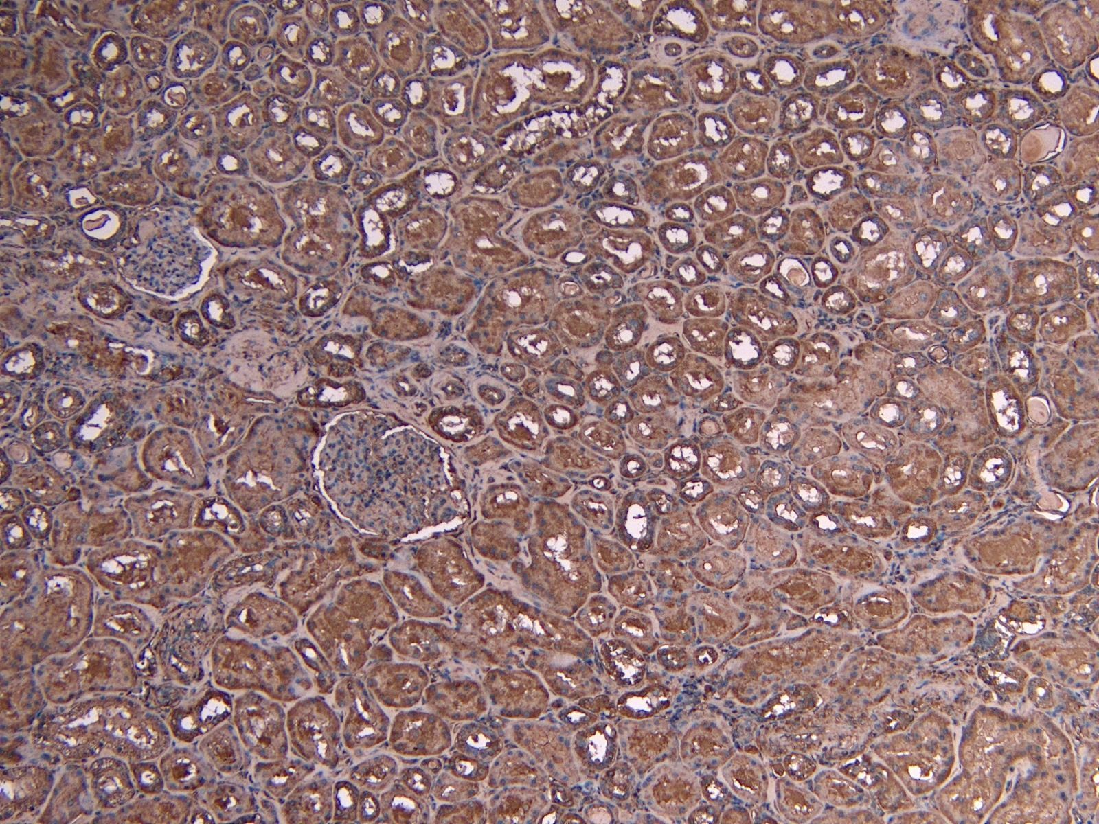 Goat anti-c-Myb (aa281-294) Antibody