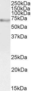 Goat anti-c-Myb (aa281-294) Antibody