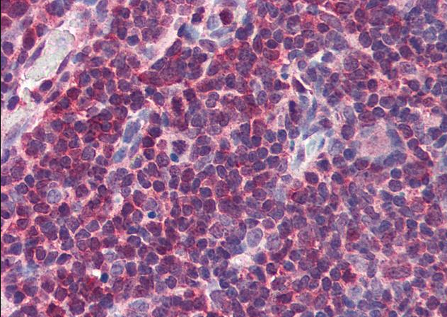 Goat anti-MIF Antibody