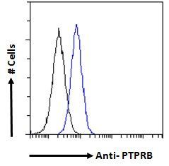 PTPRB antibody