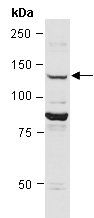ABL1 (M) Antibody, Rabbit Polyclonal