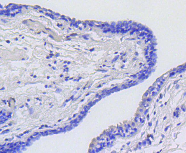 P-V-Myb+C-Myb(Phospho-S11) Antibody