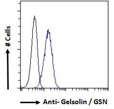 GSN antibody