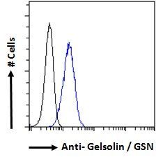 Goat anti-Gelsolin / GSN Antibody