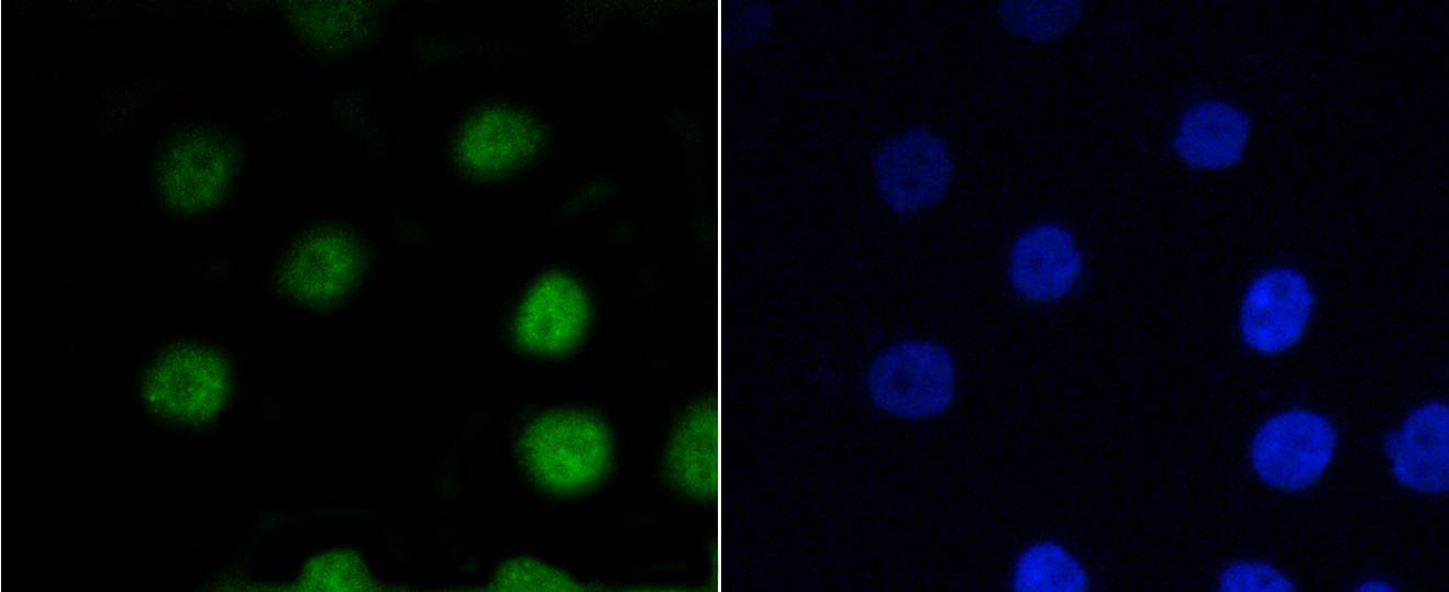 P-V-Myb+C-Myb(Phospho-S11) Antibody