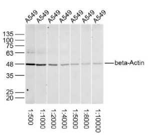 Beta-Actin (Loading Control) antibody