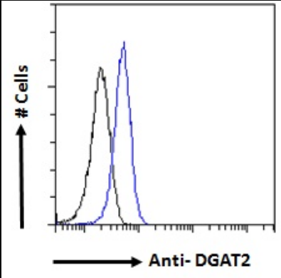 Goat anti-DGAT2 Antibody