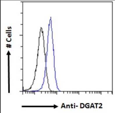 DGAT2 antibody