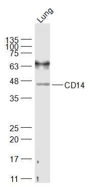 CD14 antibody