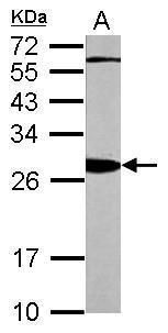 14-3-3 beta antibody [N1C2]