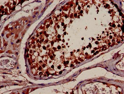 YWHAB Antibody