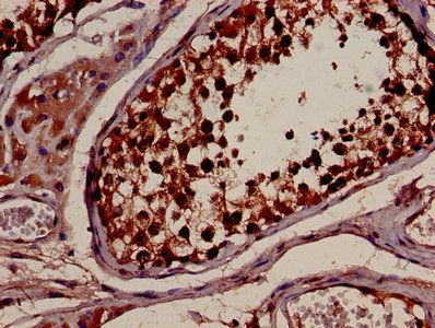 14-3-3 protein beta/alpha antibody