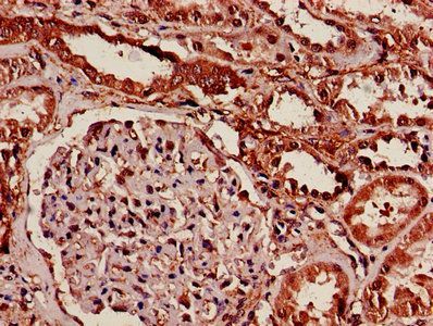 14-3-3 protein beta/alpha antibody