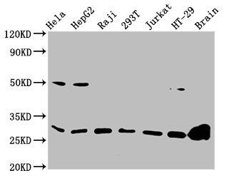 YWHAB Antibody