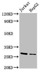YWHAB Antibody