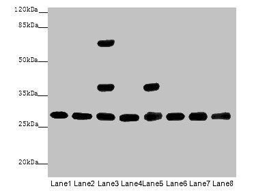 14-3-3 protein beta/alpha antibody