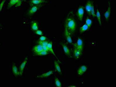 14-3-3 protein eta antibody