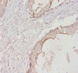 14-3-3 protein eta antibody