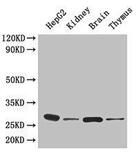 14-3-3 protein eta antibody