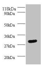 14-3-3 protein eta antibody