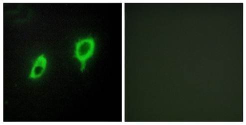 14-3-3 γ Antibody