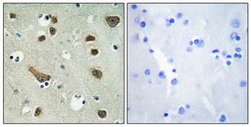 14-3-3 γ Antibody