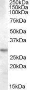 14-3-3 tau/YWHAQ Antibody
