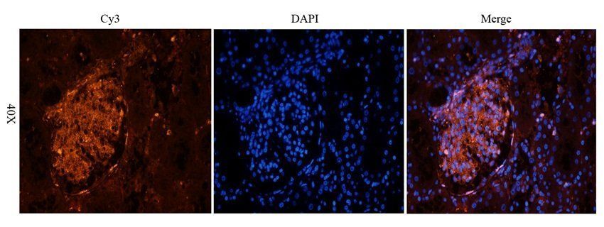 14-3-3 zeta/delta antibody