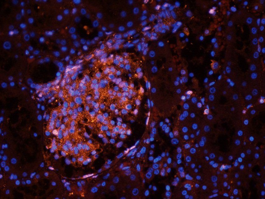 14-3-3 zeta/delta antibody