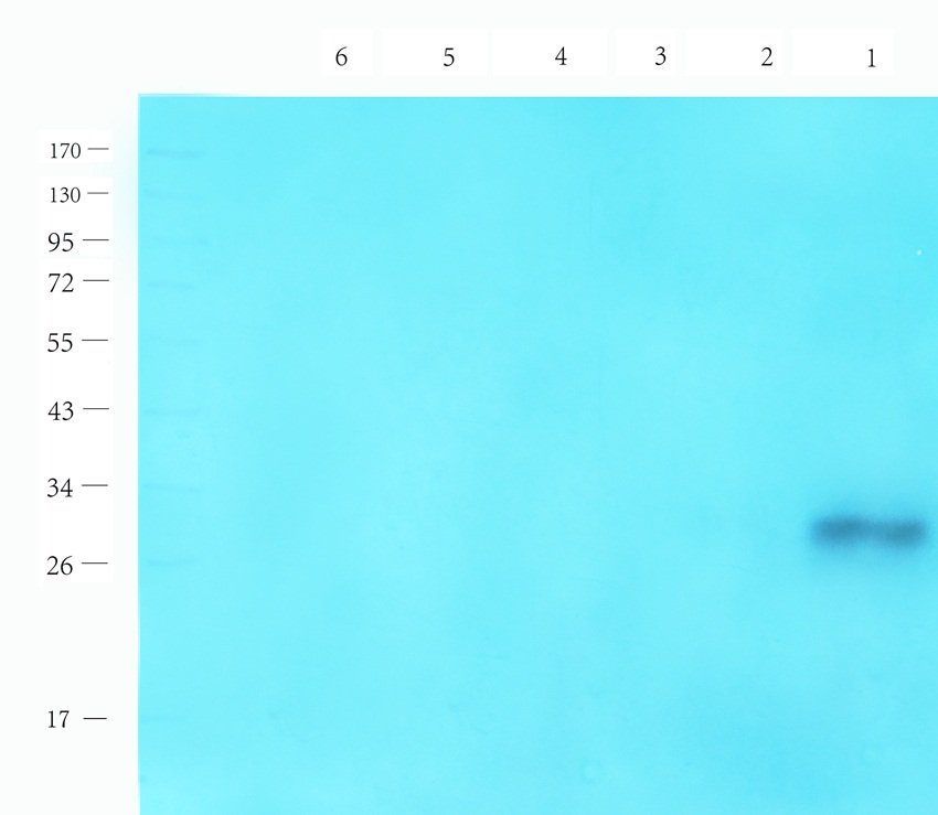 14-3-3 zeta/delta antibody