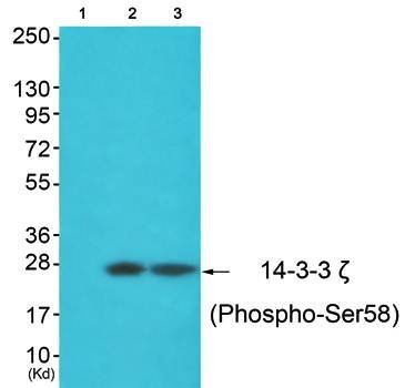 14-3-3 zeta (phospho-Ser58) antibody