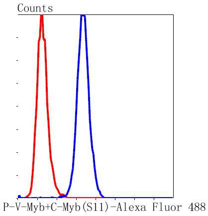 P-V-Myb+C-Myb(Phospho-S11) Antibody