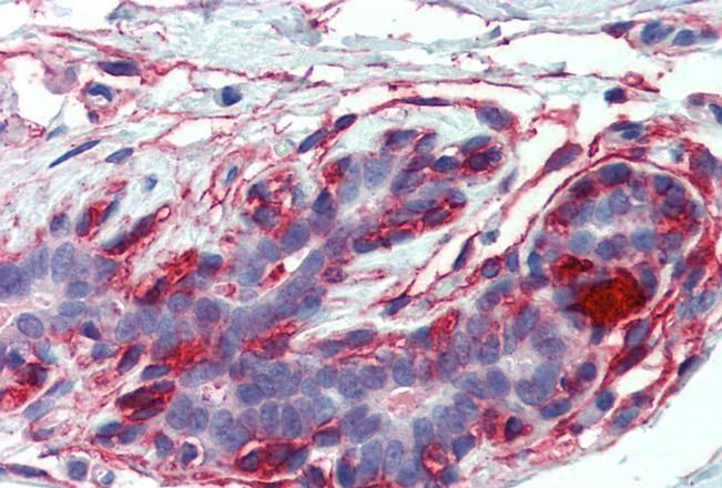 Goat anti-EPB41L2 / 4.1G (aa 347 to 357) Antibody