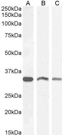 Goat anti-VDAC2 (C Terminus) Antibody