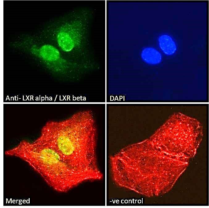 NR1H3; NR1H2 antibody