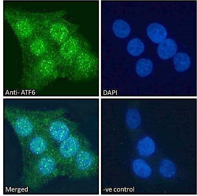 Goat anti-ATF6 (aa437-449) Antibody